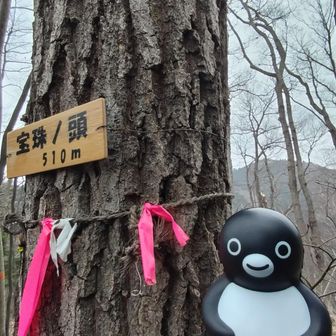 宝珠ノ頭到着。
はい、Uターン↩️するよ🐧
せっかく登ったのに滞在時間1分😁