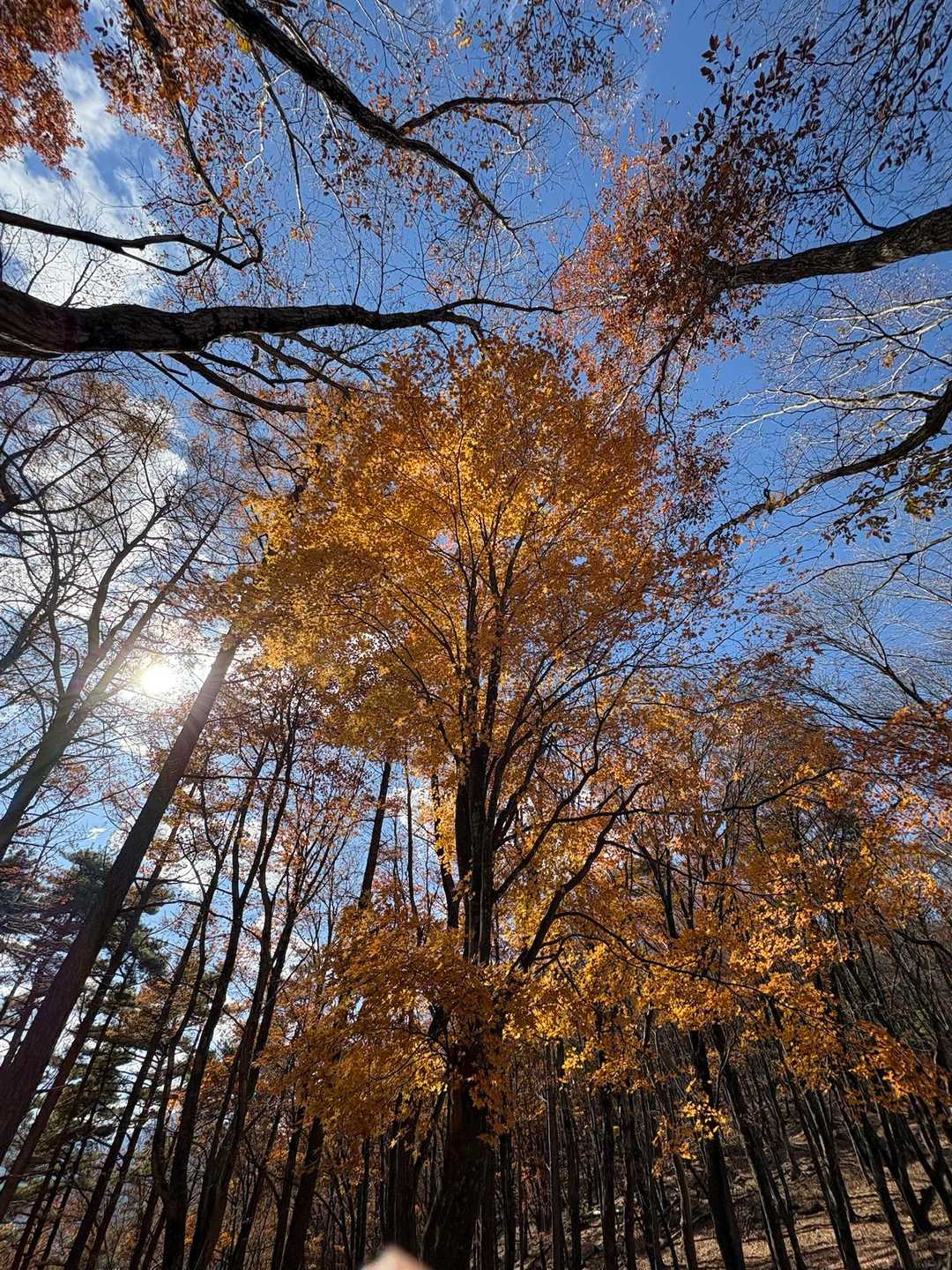 紅葉🍁