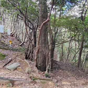 登山道のここに合流。
世田山、笠松山低山と侮るなかれ、奥が深い。
