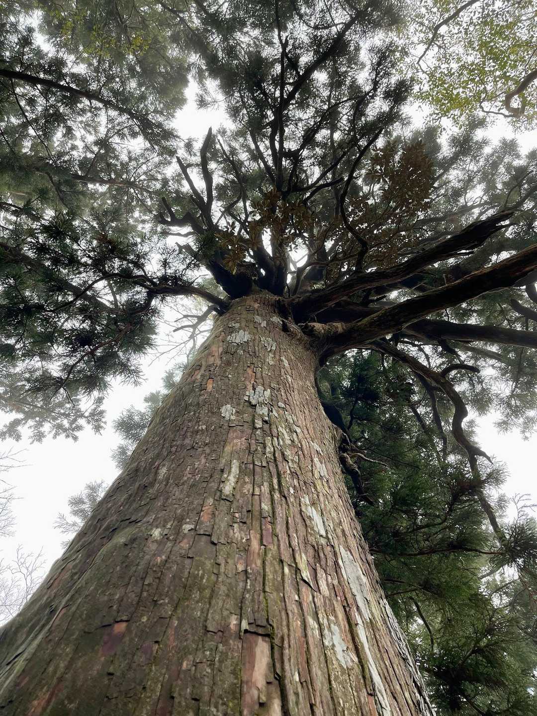 淀川入口-宮之浦岳 縦走コースの写真
