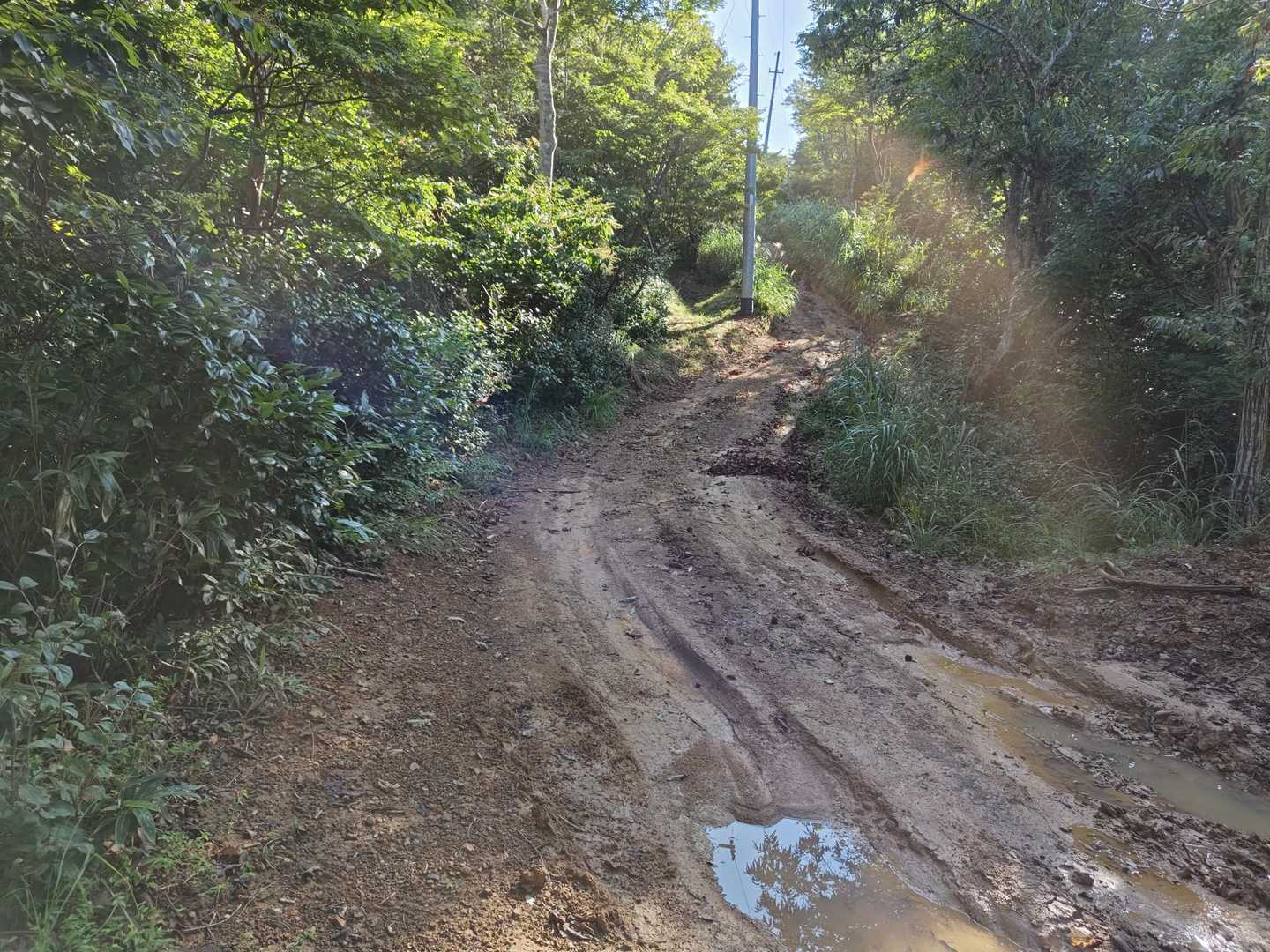 山道はところどころ作業道に吸収されますが、ほんとは山道歩きたい😰
歩けるところは歩きたいけど、山道は蜘蛛の巣地獄😱💨しかも大きな巣ばかり💨
払ってる木の枝が綿菓子になるんと違うやろか😨って思うほど🤣💦