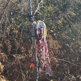 鯉のぼり🎏がありました。