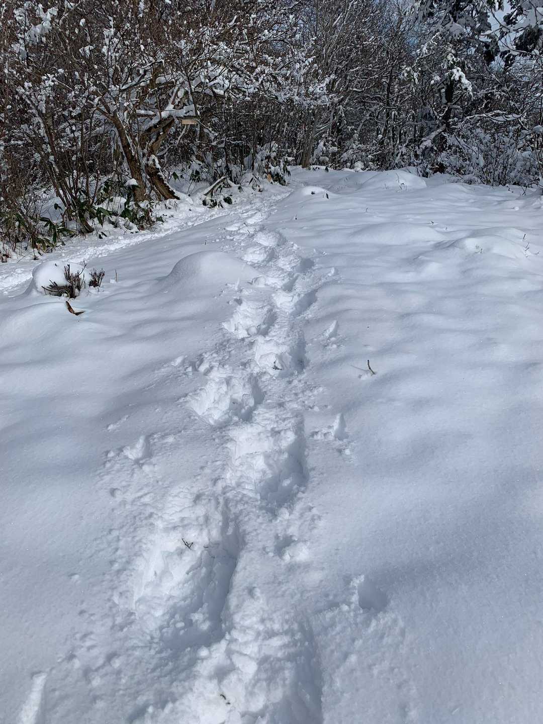 かんじきの跡。