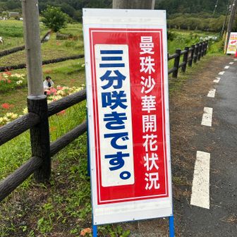 巾着田のヒガンバナは3分咲きとのこと。
