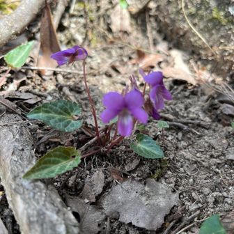 紫背スミレ🪻（しはいすみれ）
登山者のおじさま方に教えていただきました。