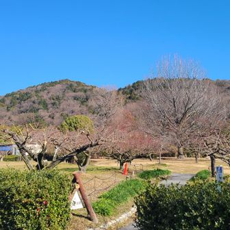 フルーツパークに下山。
東谷山を見上げる。
名古屋市最高峰らしい。