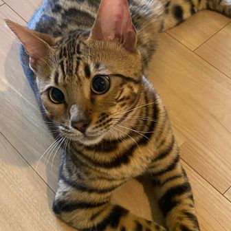 あみーご🦙🪴