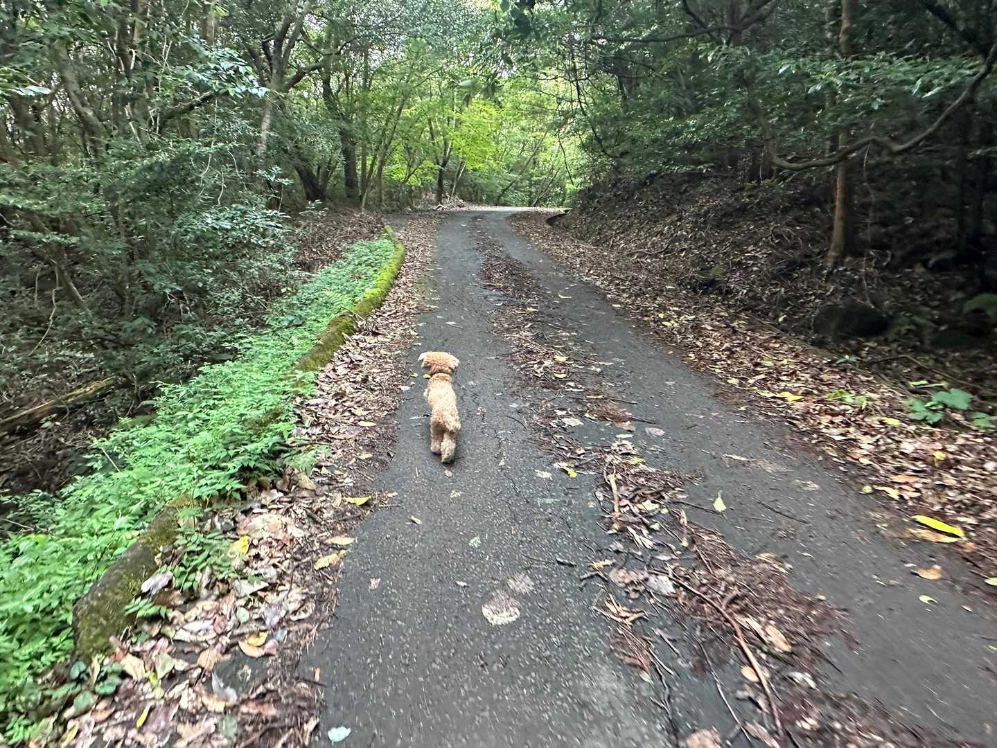 わたしの先導する🤣