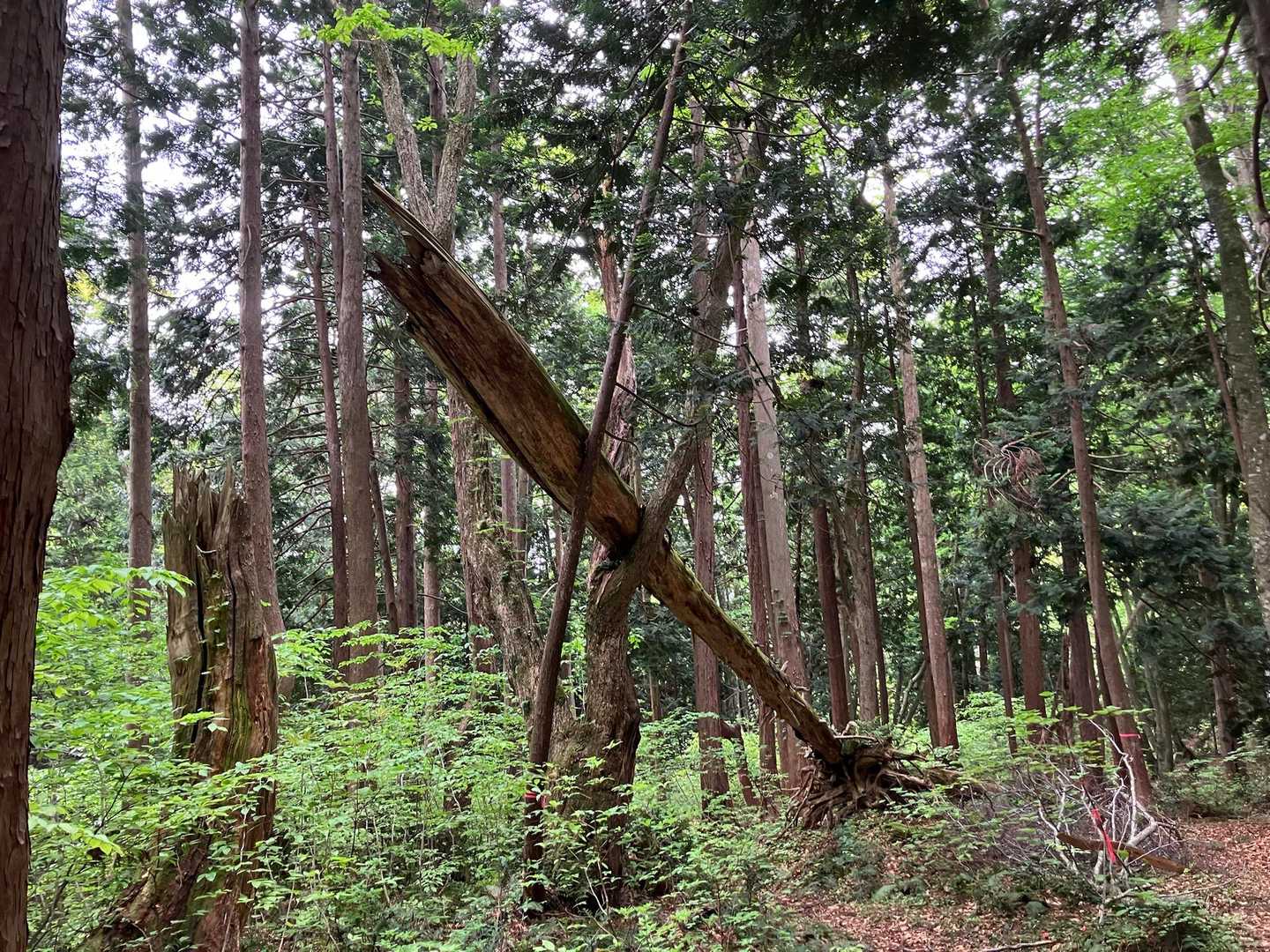 烏帽子岳 往復コースの写真