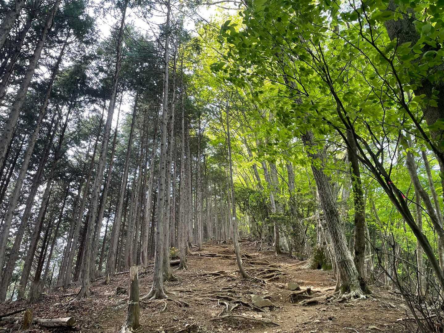 右側。自然林。左側。植林かな。面白い！