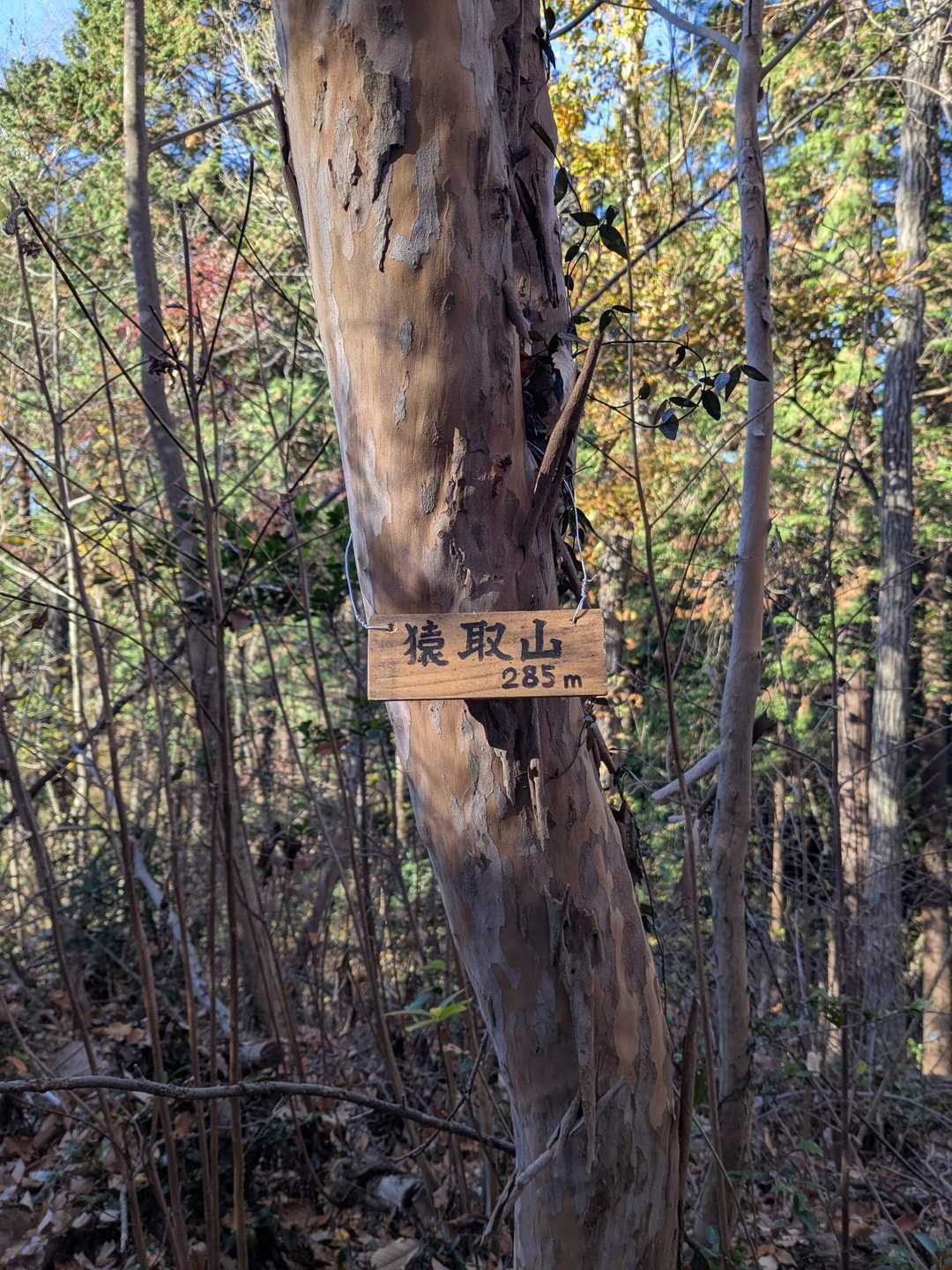 猿取山は森の中🙌