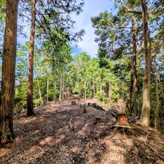 醍醐山・最高点454mの山頂域