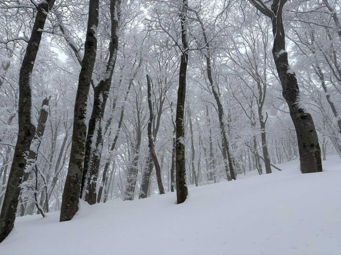 マキノ高原温泉さらさバス停-寒風 往復コースの写真