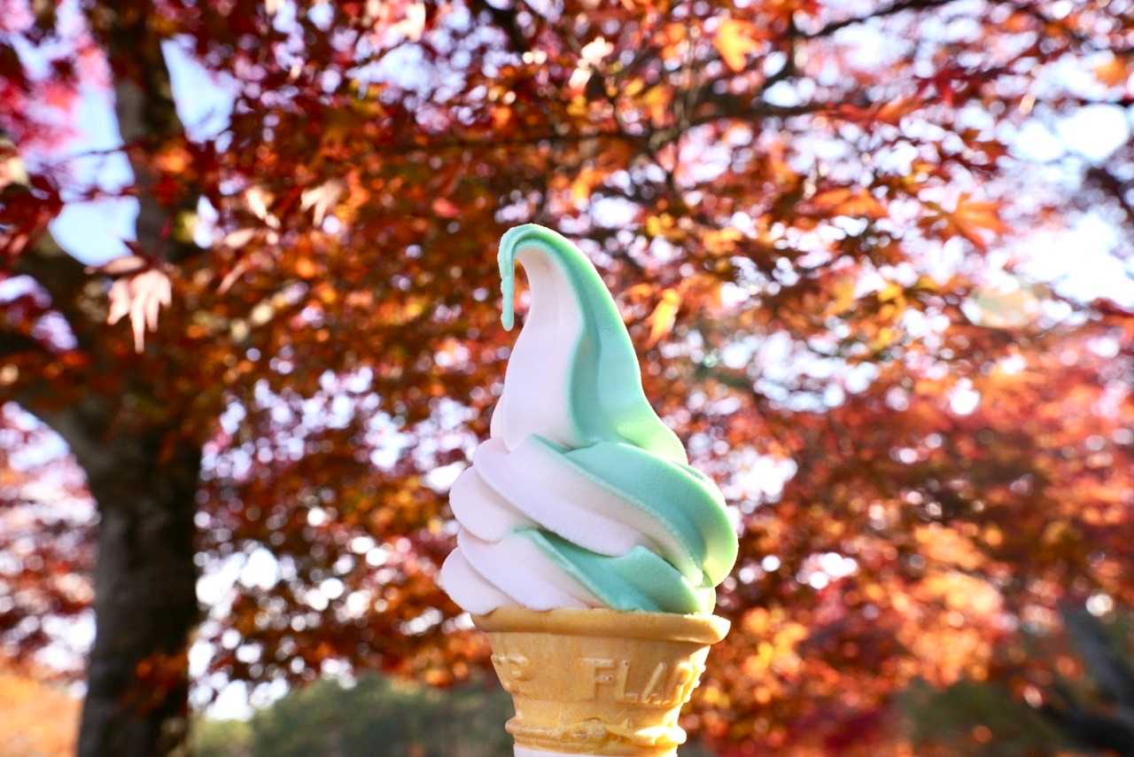 花より団子！ならぬ、紅葉🍁よりソフトクリーム🍦
桃と五色沼カラーのソフトクリームにした。美味しかった🤤 