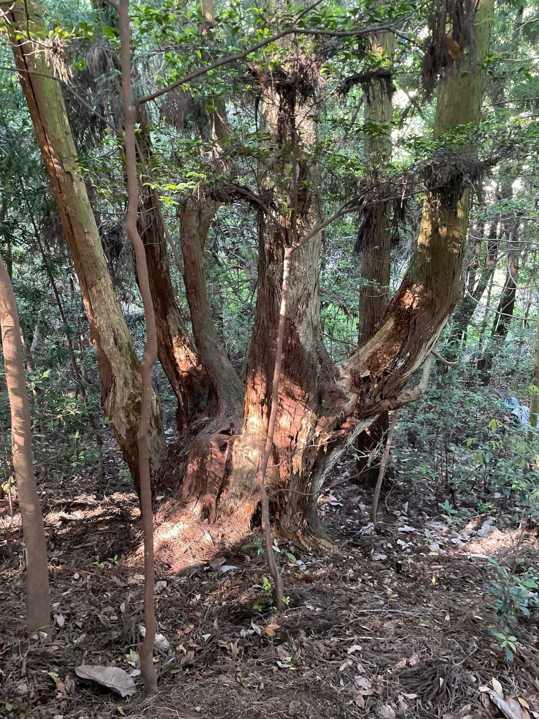 何本にも分かれた杉