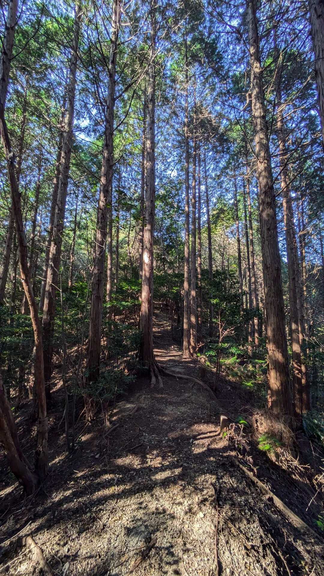 虎ヶ岳観音寺コース登山口-虎ヶ岳 往復コースの写真