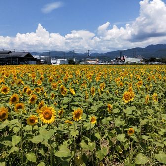 てるてる坊主金の鈴