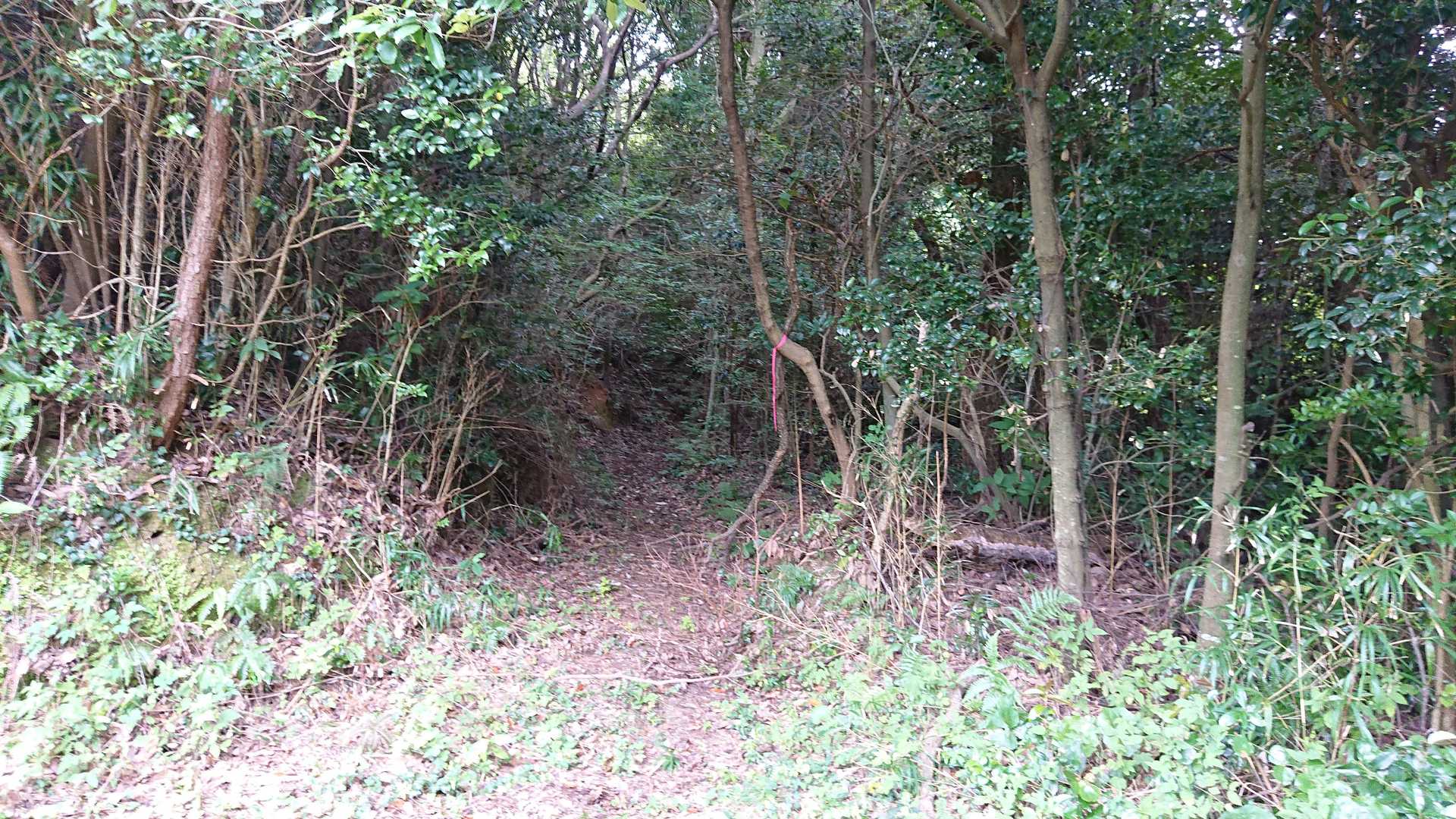 出てきました
