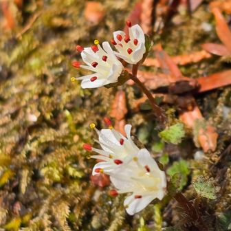 ハナネコノメのアップです