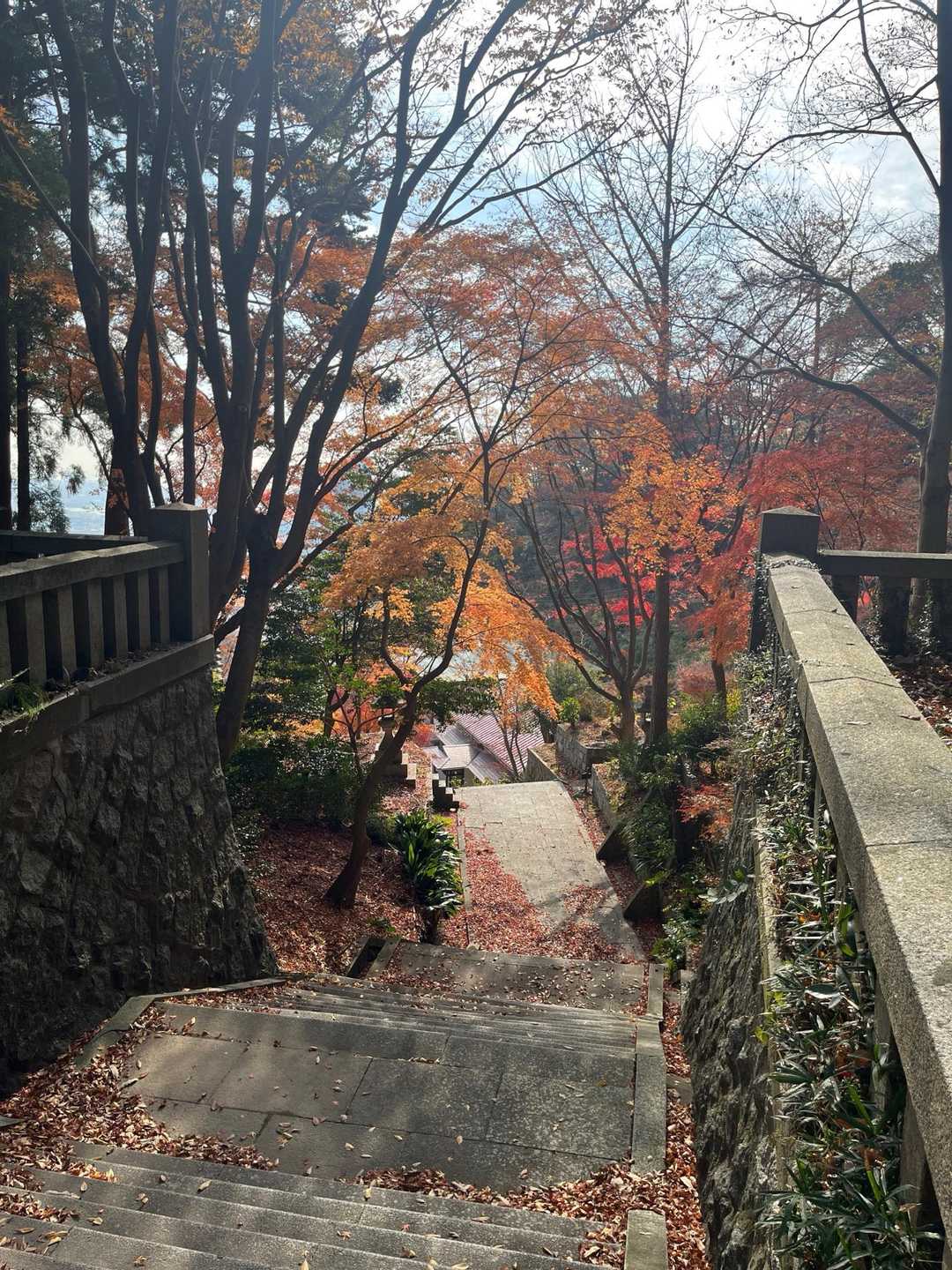 殆ど散ってるけど、多分最盛期は凄い綺麗なんやと思う✨