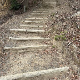 下から見ると急登に見えますが、緩やかな階段です。