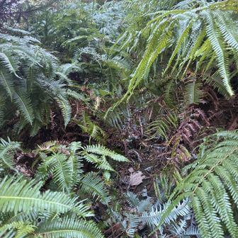 登山口からすぐに足元が見えないシダの薮が現れます！
ここは足に根が罠のように絡みつくので要注意⚠️