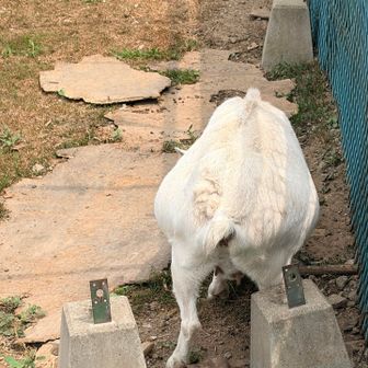 メイ、振り向いてもくれない