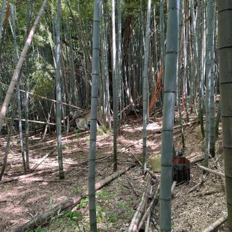 春日山の竹林
人の手が離れたのか、荒れ気味🤔