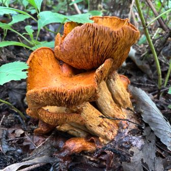 キノコ🍄‍🟫オオワライタケだそうです
おっきくなりました