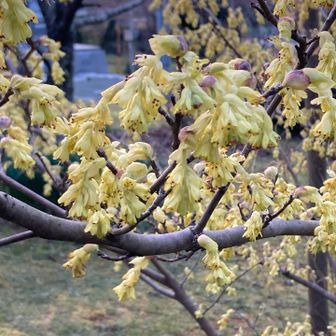 Googleレンズによるとトサミズキです。