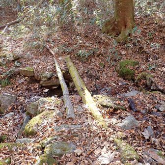 何度か沢を渡りますが、橋があるのはこの一か所のみ。でもこの橋、信用できません。