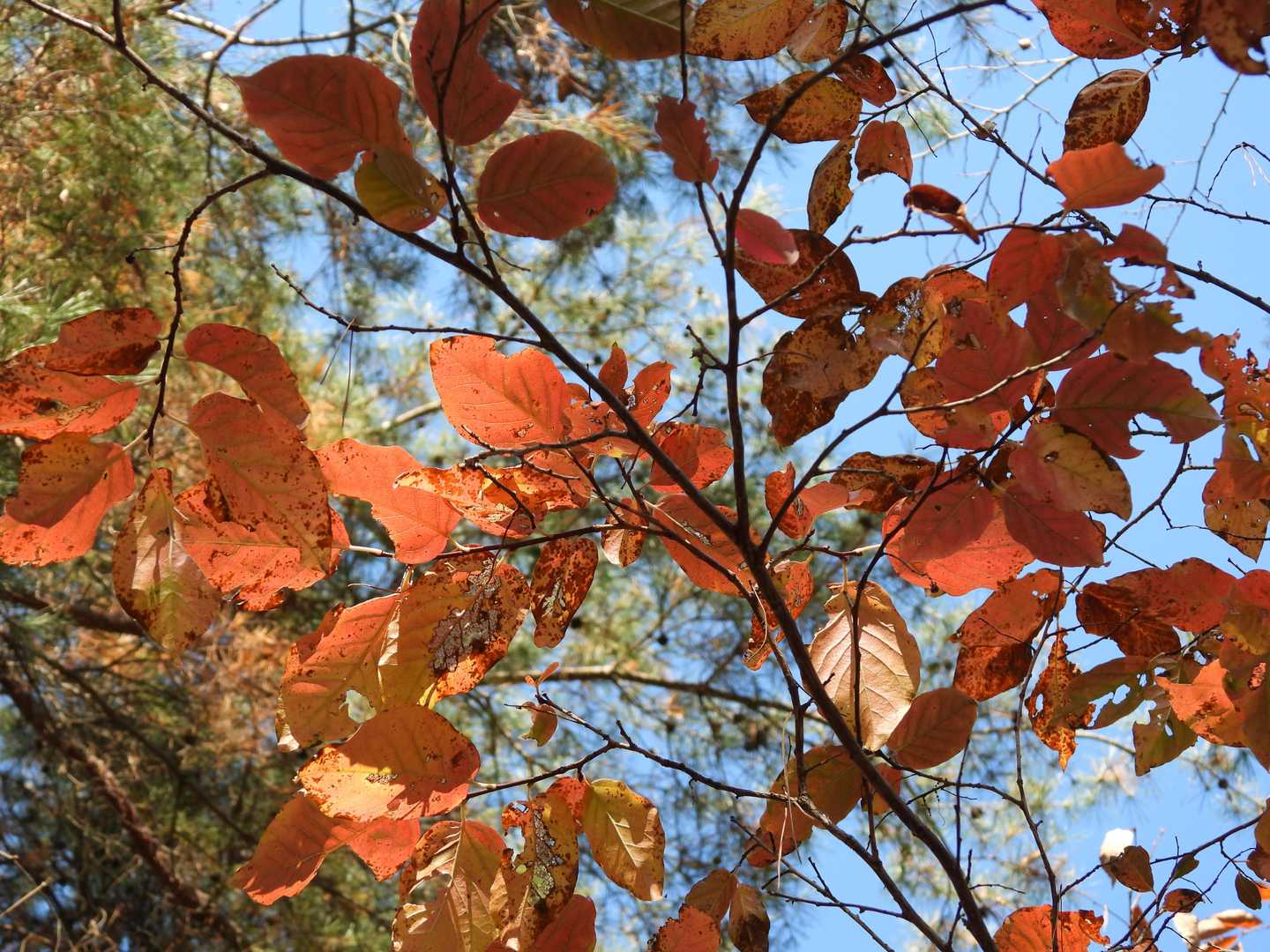 ネジキの紅葉🟠🟠🟠