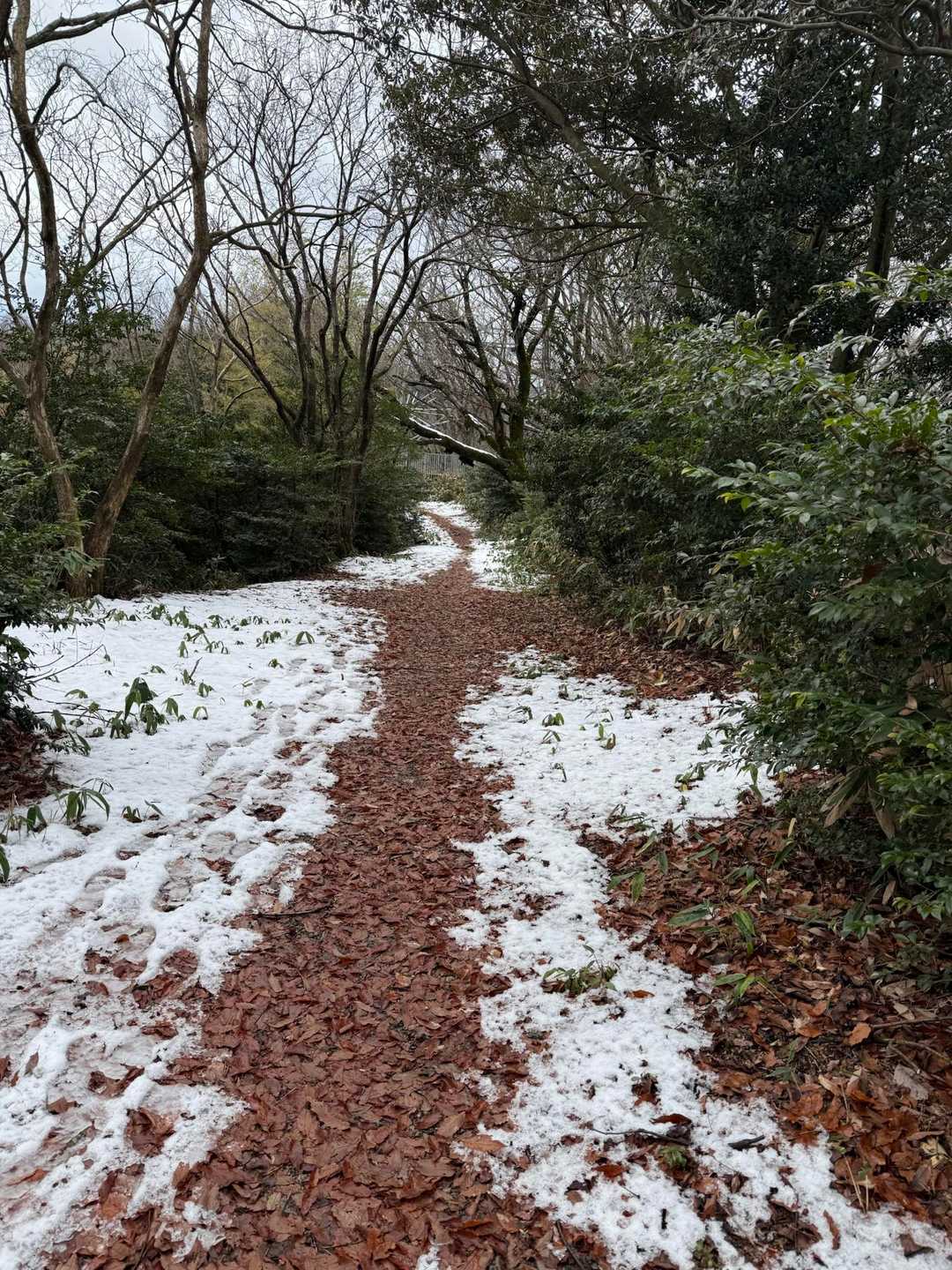 大分　雪は溶けてます