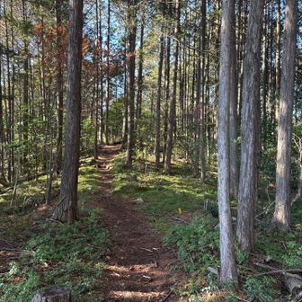 フラットな道も結構ありました