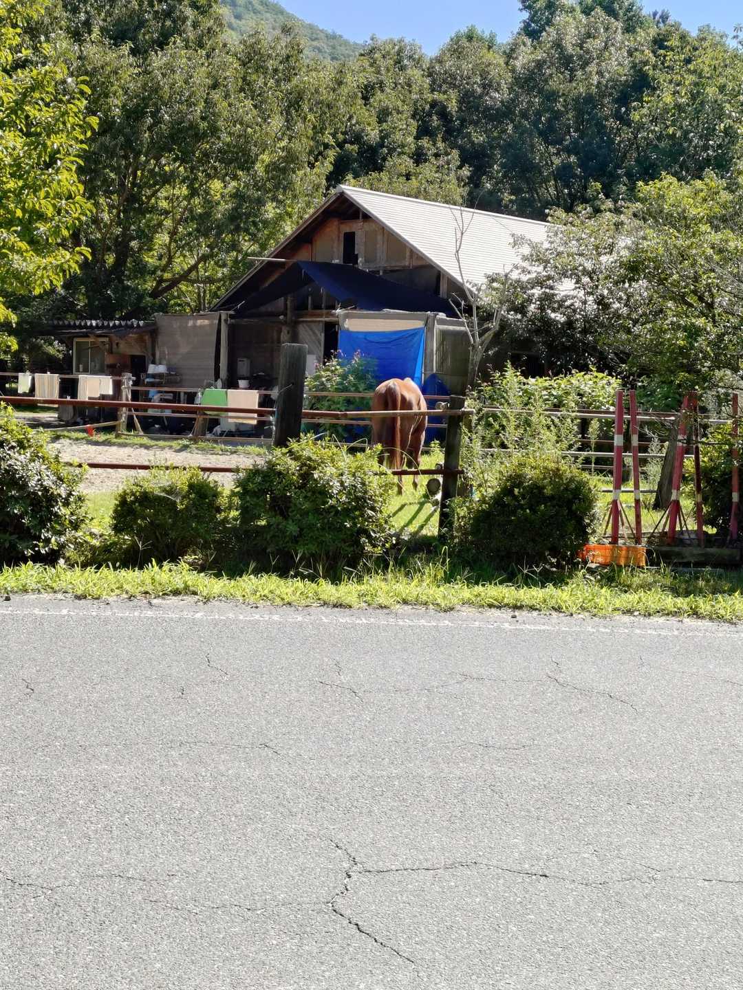 駐車場から登山道へ向かう途中。正面から収められなかったお馬さん(´･ω･`)
