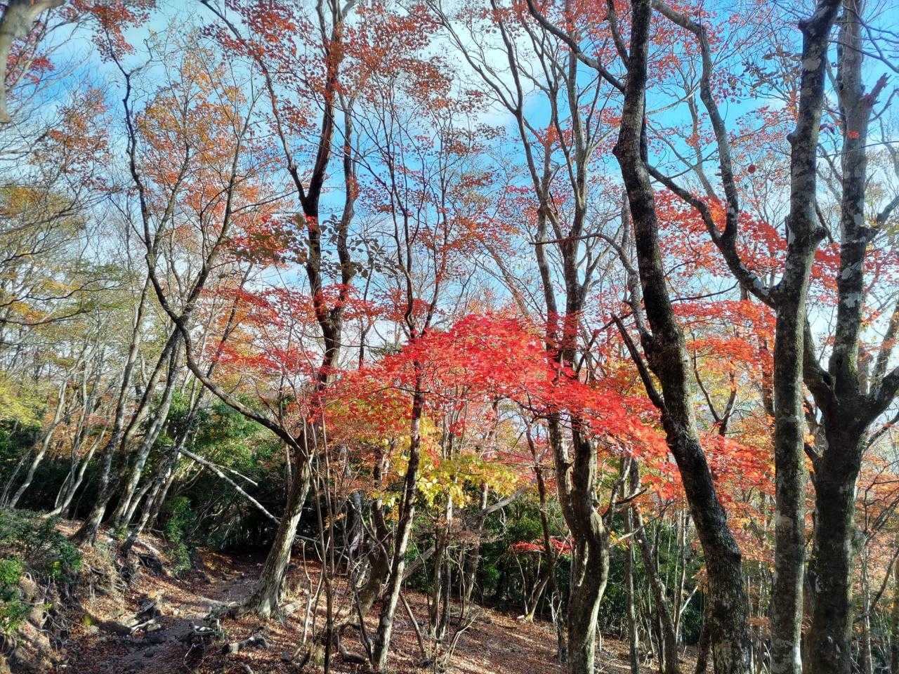 結局正面登山道の紅葉が綺麗だった。