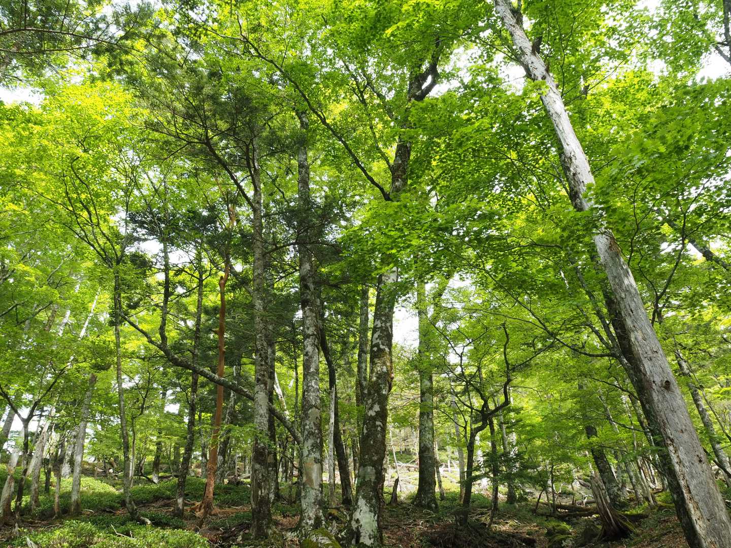 大台ヶ原バス停-尾鷲辻-マブシ嶺 往復コースの写真