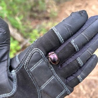 センチコガネ
この地域は紫がかった黒なのね