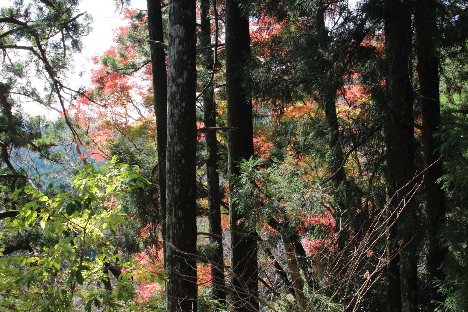 紅葉