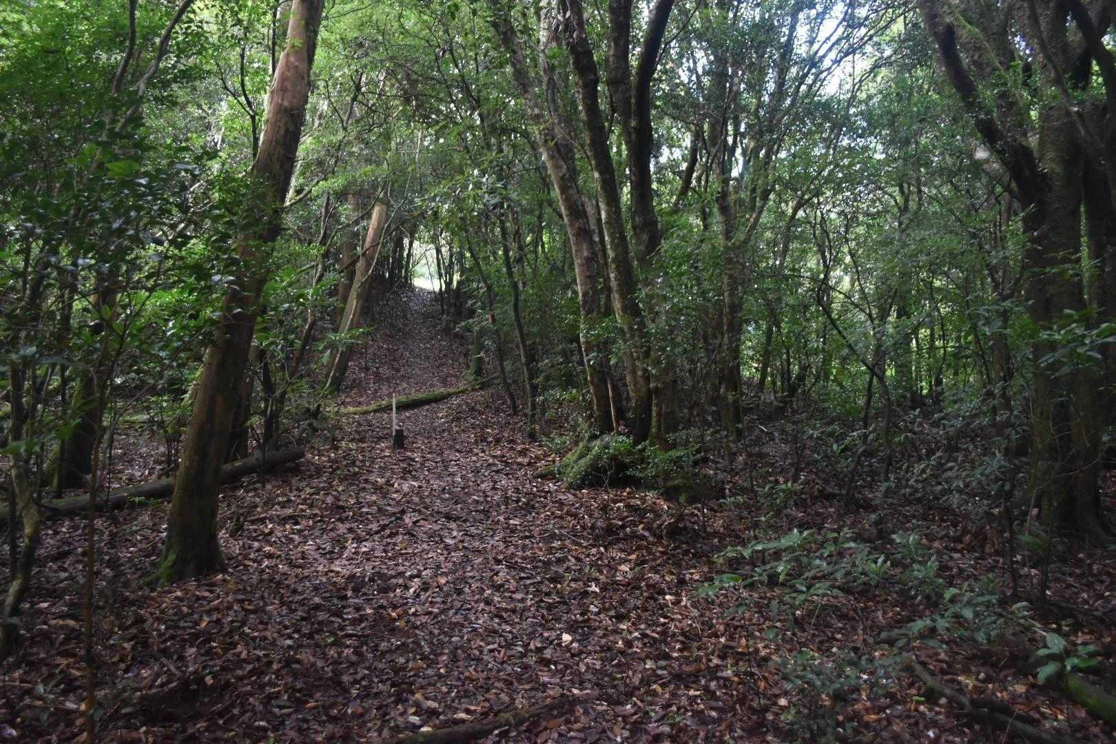 緑のトンネルの先に明るい山頂が見えると、嬉しいですよね😄。