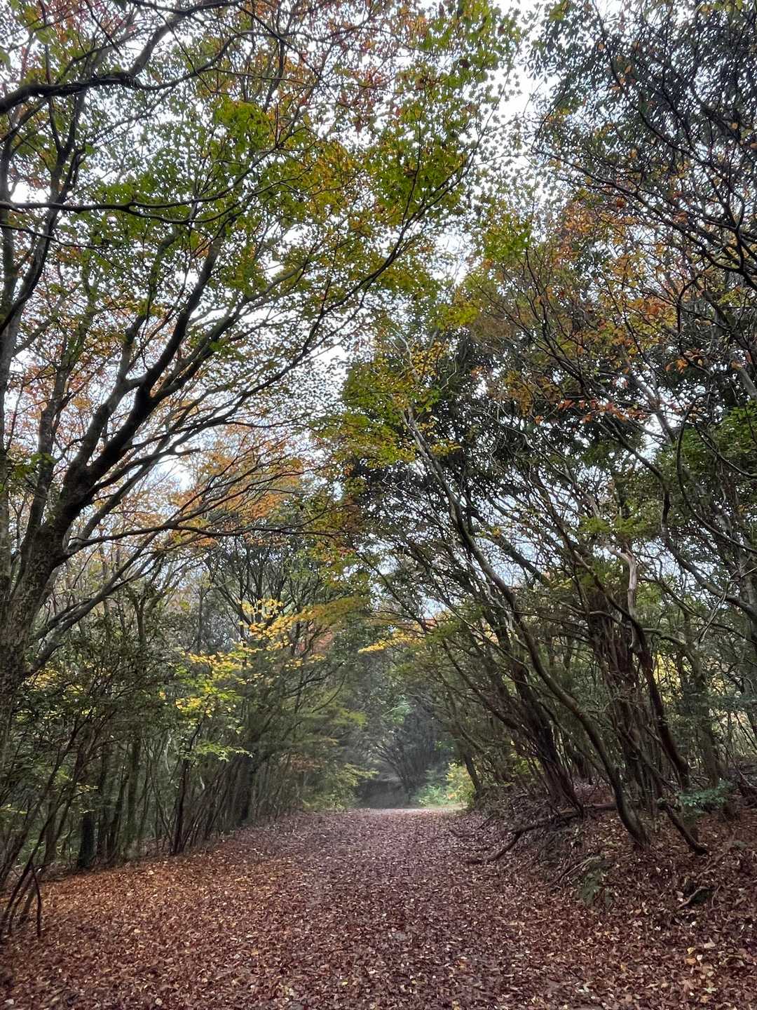 紅葉のトンネル素敵ねー