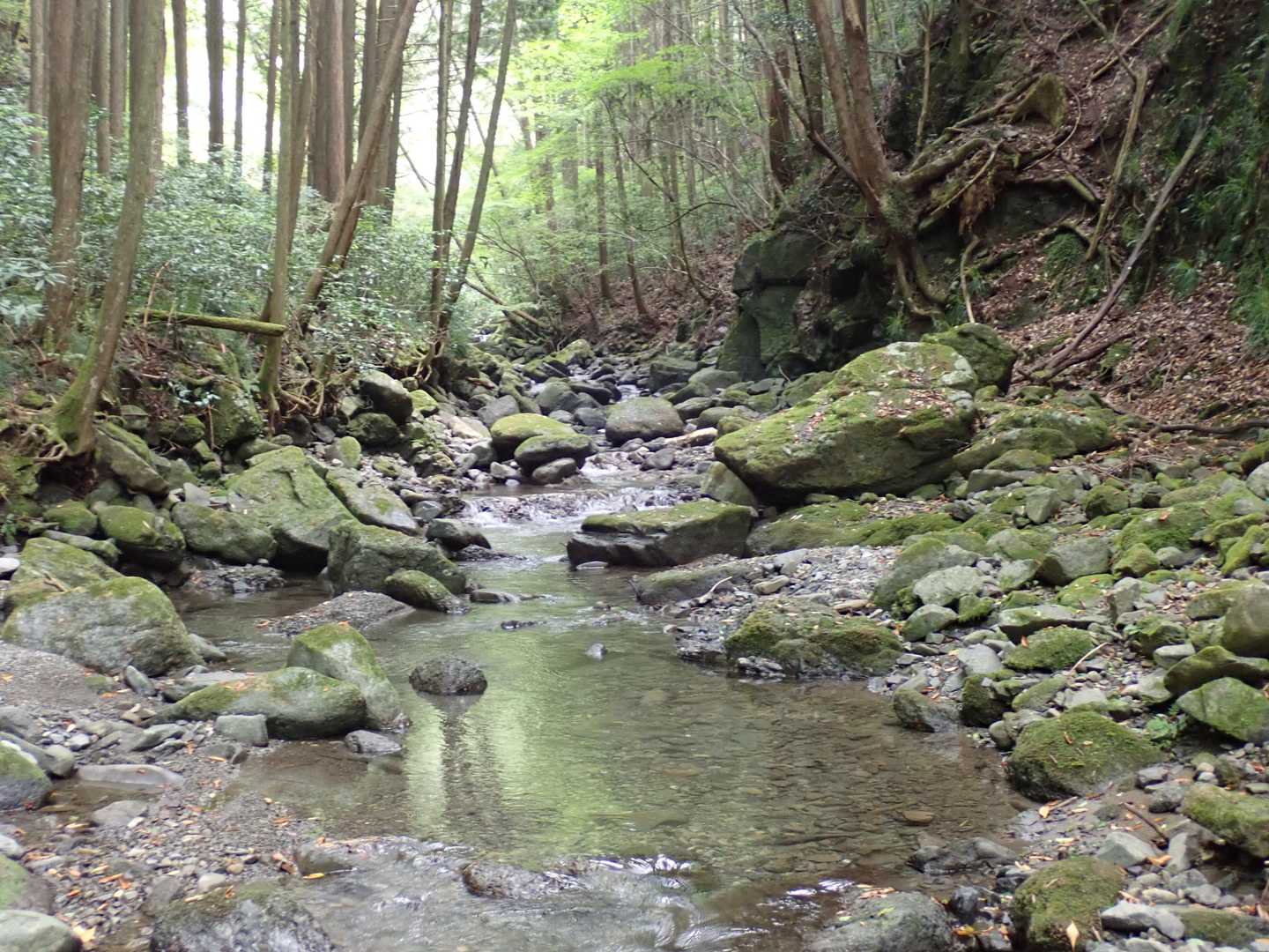 さらに落ち着いた沢筋を進んでいきます。