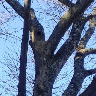 モモンガ？ムササビ？の巣穴👀居るかなー