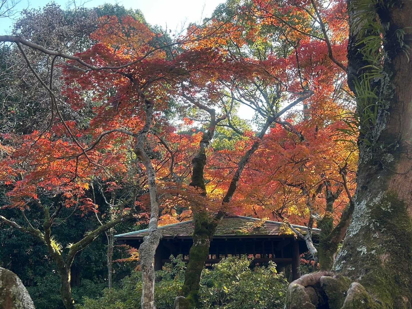 山に行く前に「天拝公園」でしばしもみじ狩りを楽しむ〜🍁