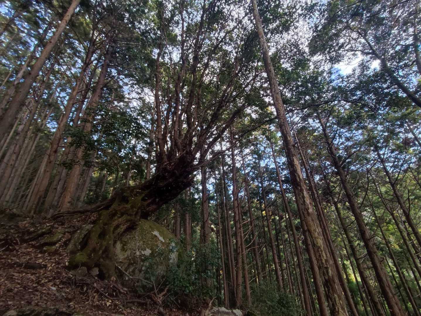 天然 岩盆栽