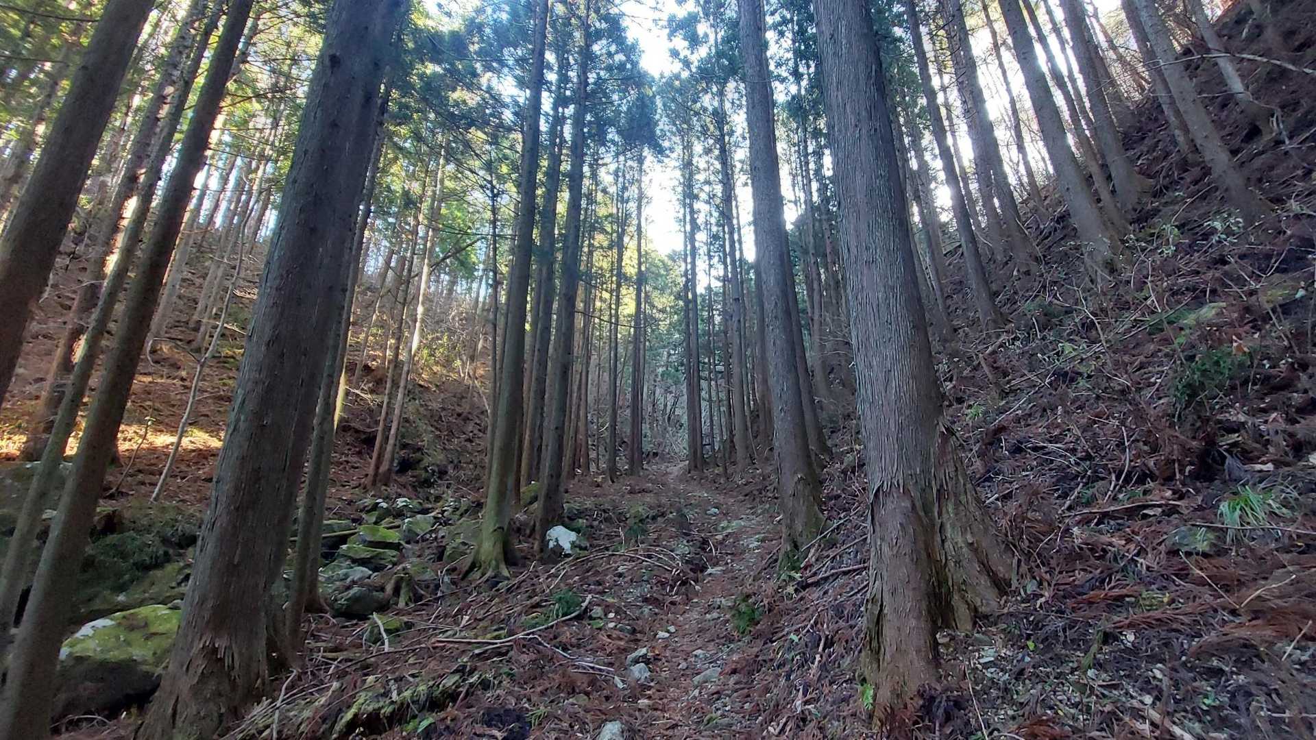 国見山登山口-国見山-山の神 往復コースの写真