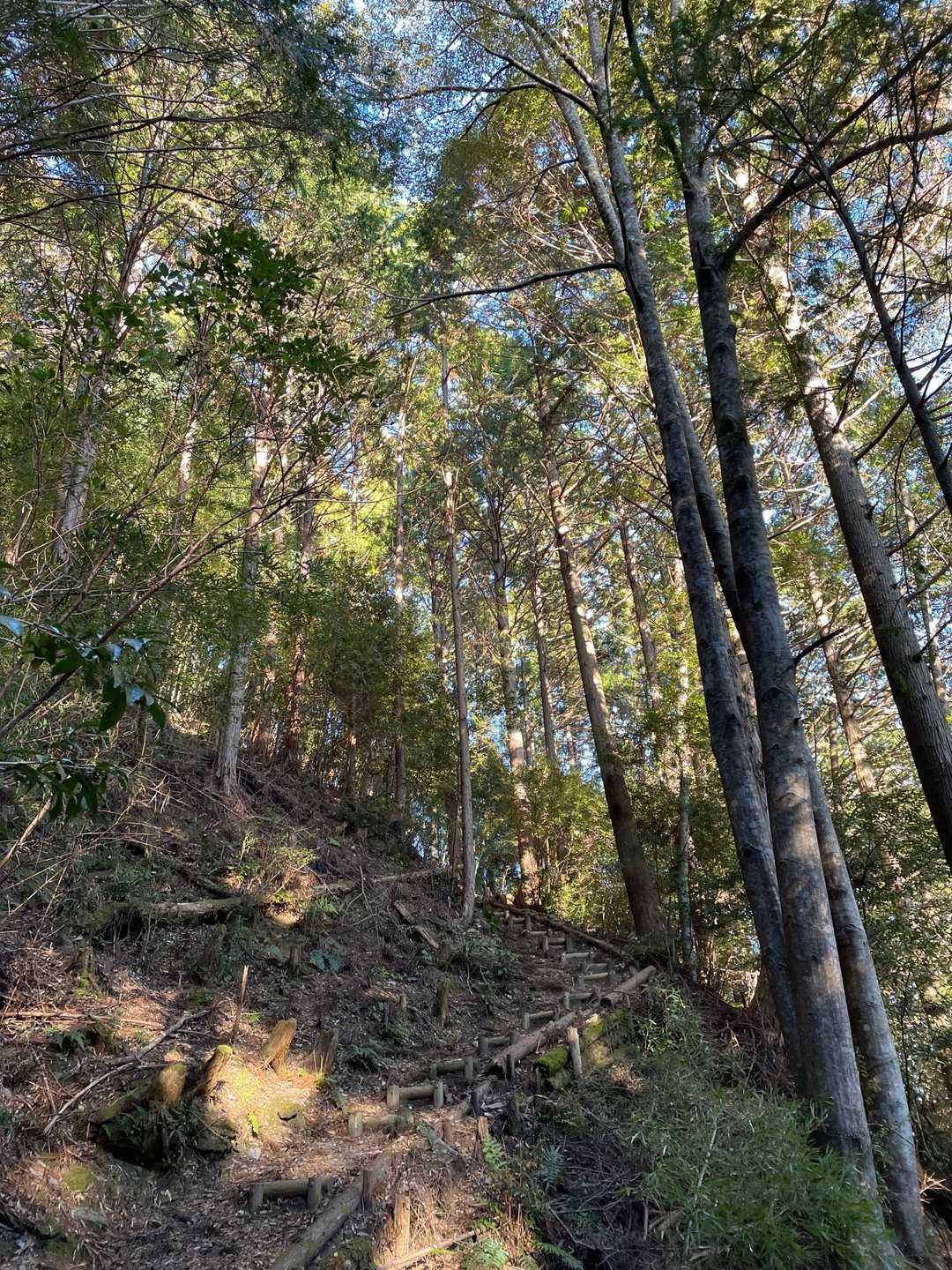 山の香りと冬の冷気がとても心地良くて、足取りも軽やかです😃