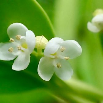 雄花ですね