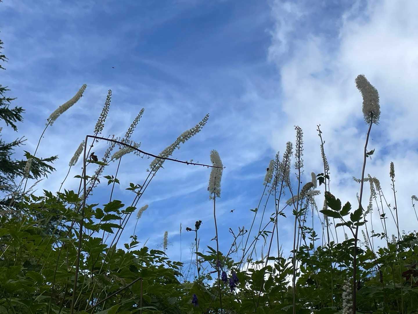 天に伸びるサラシナショウマ。