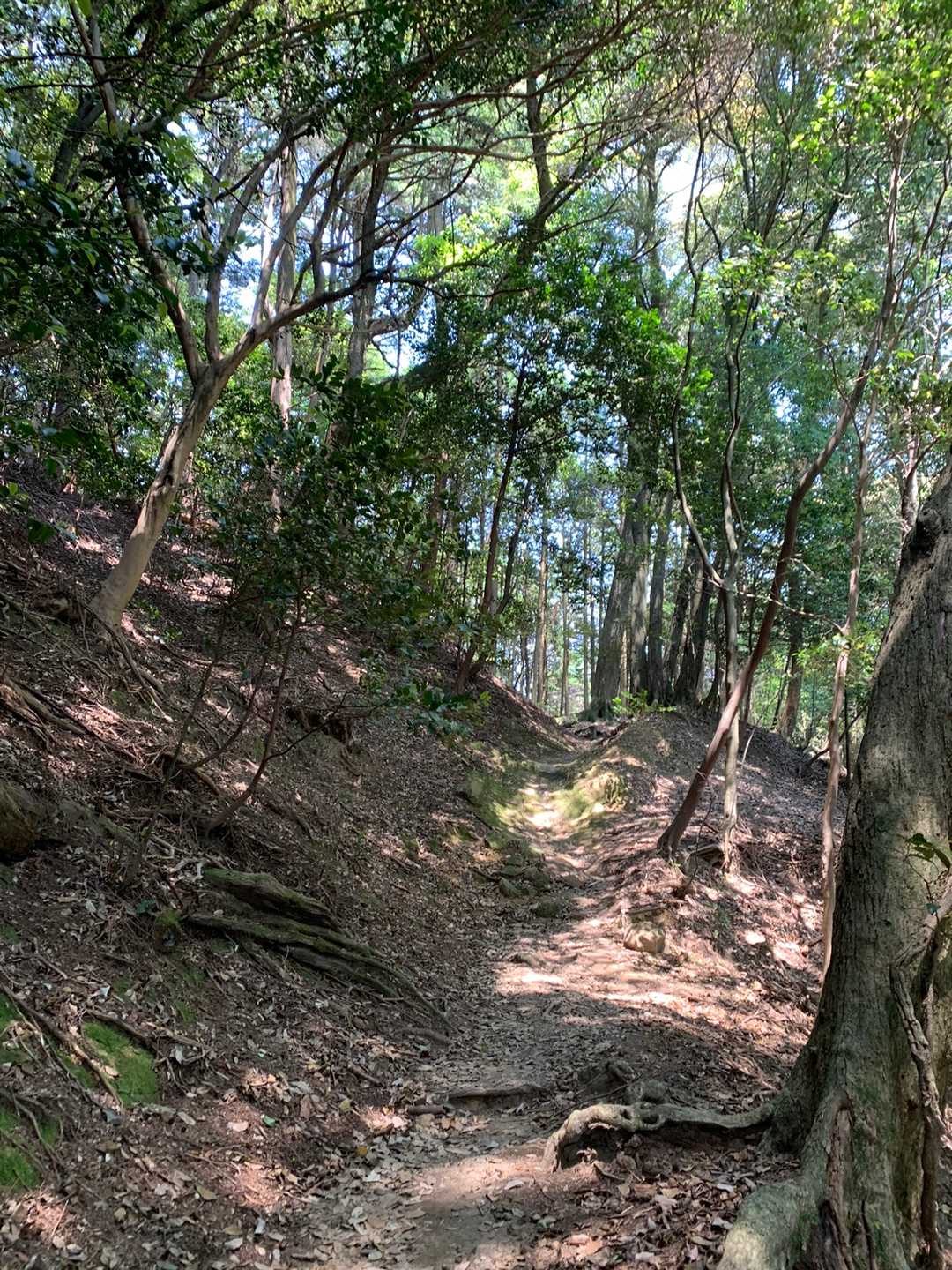 登ります！